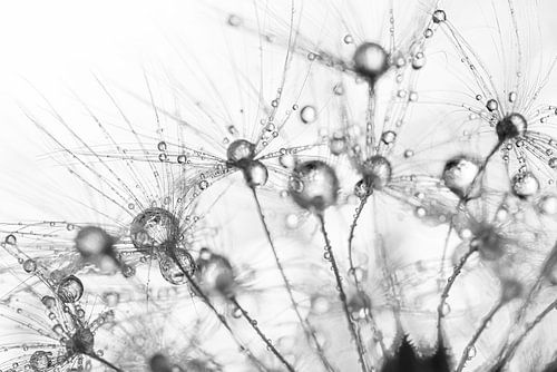 Paardenbloem pluisjes met druppeltjes