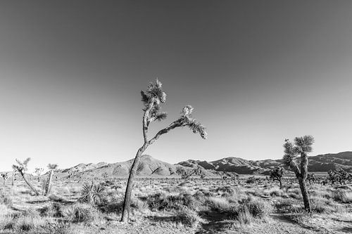Joshua Tree National Park Monochrome.