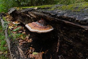 Vom Pilz zum Baum