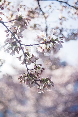 Japanse sierkers in wit