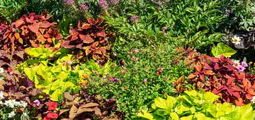 Panorama Fleurs multicolores en été sur Animaflora PicsStock