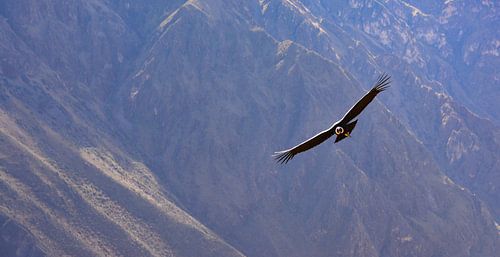 Condor des Andes dans le Canyon de Colca, Pérou