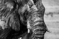 Afrikaanse olifant van Franky Yellow thumbnail