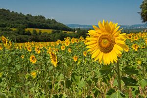Champ de tournesols