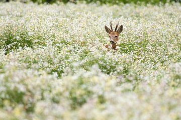 Reebok kijkt nieuwsgierig om zich heen in een veld vol bloeiend boekweit