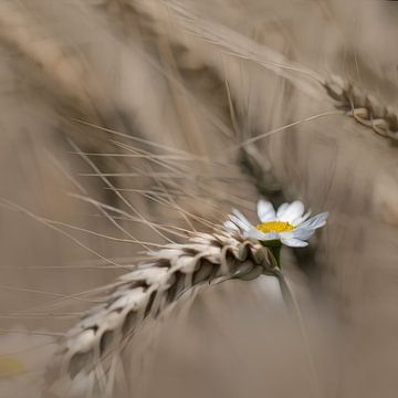 daisy among the corn by Ingrid Van Damme fotografie