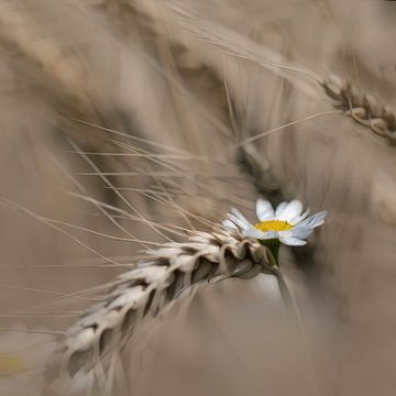 margriet tussen het koren van Ingrid Van Damme fotografie