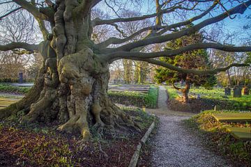 Cimetière de Groenesteeg sur Dirk van Egmond