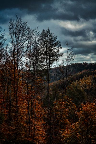 Herfst in de Eifel van Rik Verslype