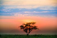 Aufstieg der Amazonen