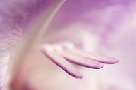 Close-up of a Gladiolus by Crystal Clear thumbnail