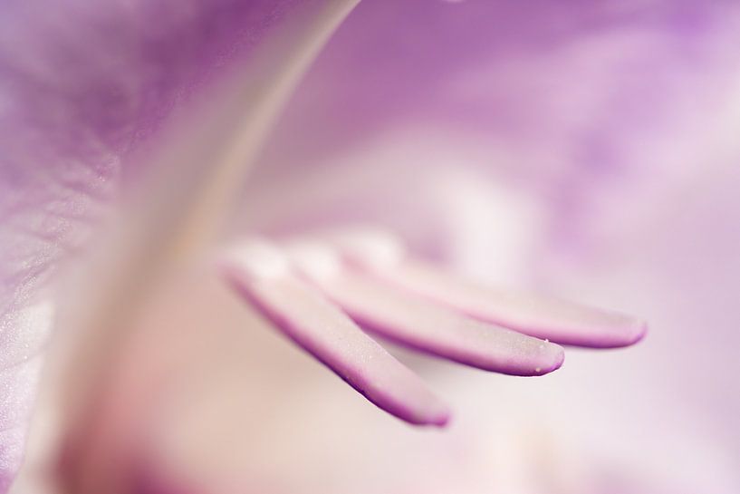 Close-up of a Gladiolus by Crystal Clear