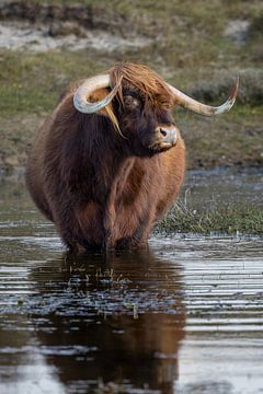 Een Schtose Hooglander in het water. van Menno Schaefer