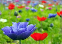 Flower Power 2017