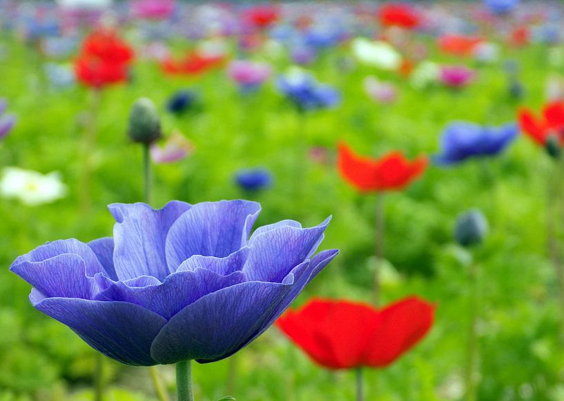 Flower Power 2017 van Jan van Bruggen