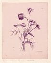 Botanische print van Carla Van Iersel thumbnail