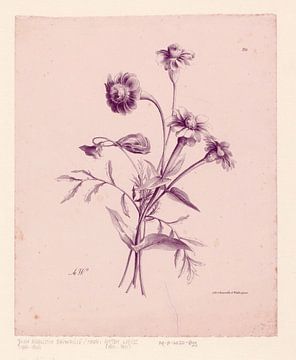 Botanische print van Carla Van Iersel