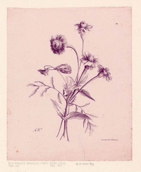 Botanical print by Carla Van Iersel