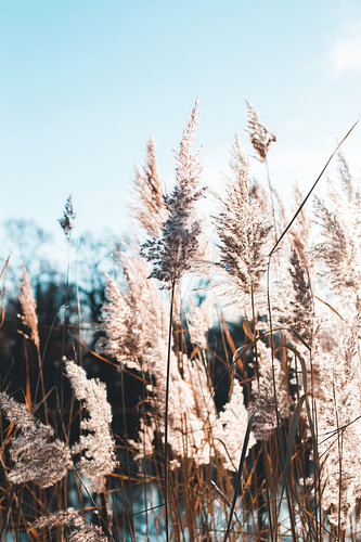 Pond grass in winter