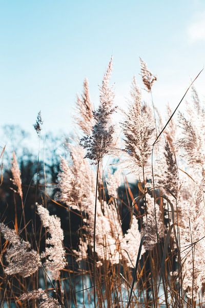 Pond grass in winter by Viet Anh Nguyen