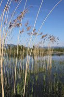 mouth of the Rhine at Fußach - nature-art installation by Matthias Würfel