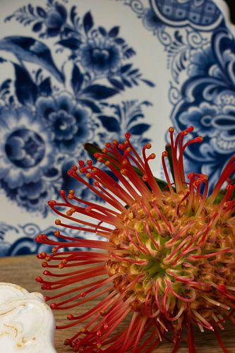 rode pincushion bloem