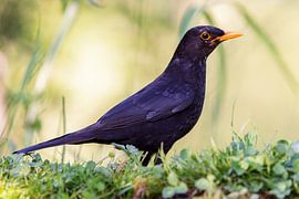 Merle noir (Turdus merula)