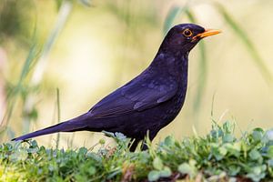 Amsel (Turdus merula)
