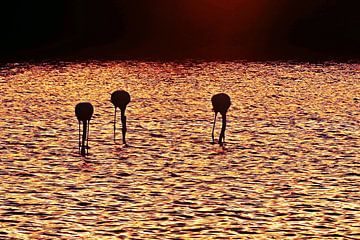 Three flamingos in Milnerton Lagoon at sunrise by Werner Lehmann