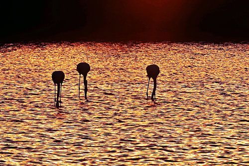 Three flamingos in Milnerton Lagoon at sunrise