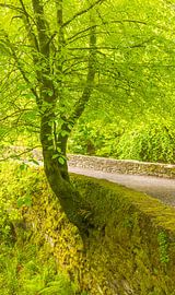 Torc waterfall Killarney (Ireland) by Marcel Kerdijk