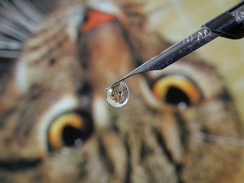 Waterdruppel met reflectie van kat