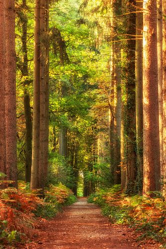Herfst in het Vijlenerbos in Zuid-Limburg