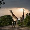 Giraffen in Zuid-Afrika van Paula Romein