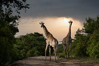 Giraffes in South Africa