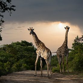 Giraffes in South Africa by Paula Romein