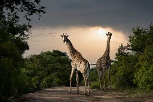 Giraffen in Südafrika von Paula Romein
