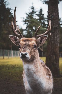 Des cerfs dans le parc à cerfs d'Epe/Heerde sur S van Wezep