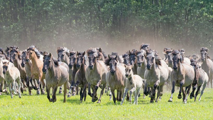 Chevaux sauvages dans la Merkender Bruch par Friedhelm Peters