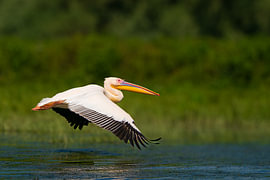 Skimming the Surface: Pelican’'’s Ascent