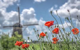 Poppies at Kinderdijk