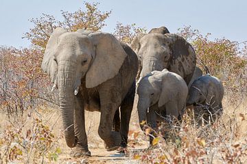 Famille d'éléphants en Namibie sur Thomas Marx