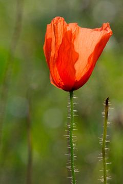 Abstract Poppy Rose by Tonko Oosterink