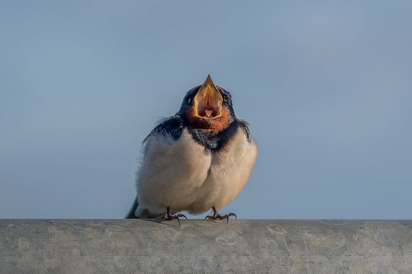 Hungry! by Andrea de Vries