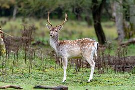 Damhert von Merijn Loch
