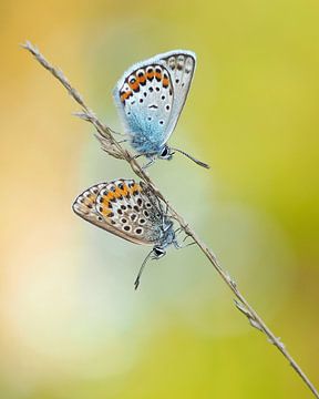  Silver-studded Blue in evening light by Paul Muntel