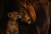 Intimate encounter between lion and cub