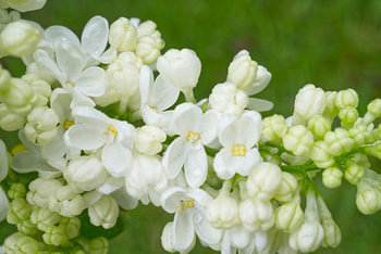 White Lilac Flower Landscape