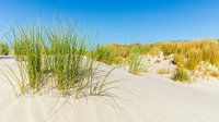 Sanddünen mit Dünengras auf Terschelling von Henk Meijer Photography Miniaturansicht