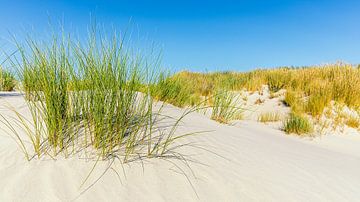 Dunes de sable avec herbe de dunes sur Terschelling